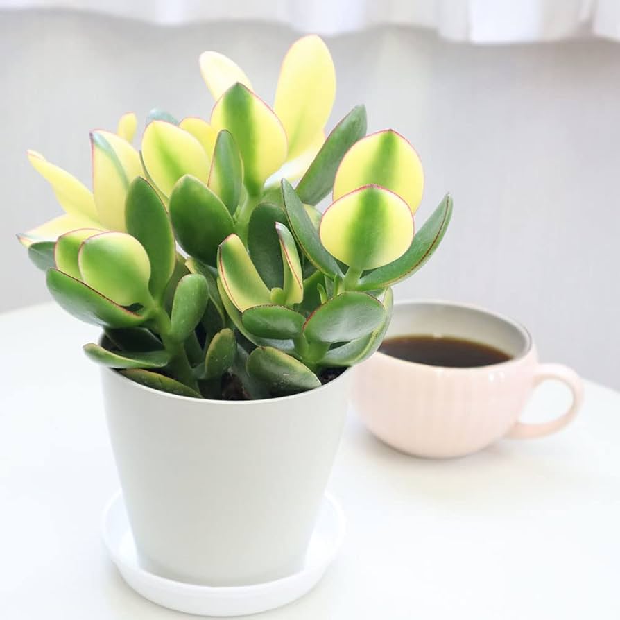 金のなる木 観葉植物 金のなる木 斑入り 大判 5号 白プラスチック鉢 黄金花